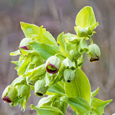 Image result for Helleborus foetidus