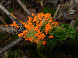 Attēlu rezultāti vaicājumam “Trichia botrytis”