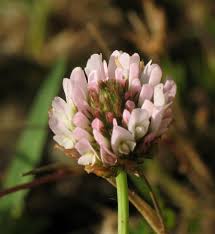 Attēlu rezultāti vaicājumam “Trifolium fragiferum”