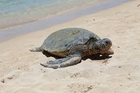 Image result for Chelonia mydas