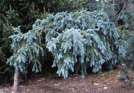 Attēlu rezultāti vaicājumam “Picea pungens”