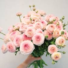 Attēlu rezultāti vaicājumam “Ranunculus brunnescens”