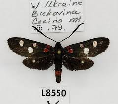 Attēlu rezultāti vaicājumam “Zygaenidae”