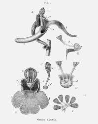 Attēlu rezultāti vaicājumam “Orchis mascula bud”