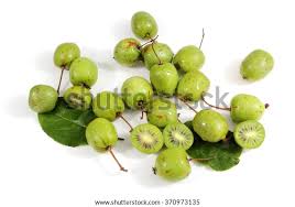 Attēlu rezultāti vaicājumam “Actinidia kolomikta fruit”