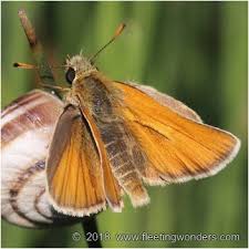 Attēlu rezultāti vaicājumam “Thymelicus sylvestris underside”