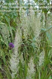 Attēlu rezultāti vaicājumam “Calamagrostis arundinacea leaf”