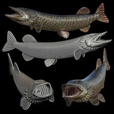 Image result for Esox masquinongy