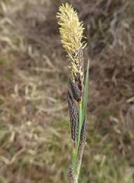 Attēlu rezultāti vaicājumam “Carex acutiformis flower”