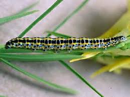 Attēlu rezultāti vaicājumam “Calophasia lunula”