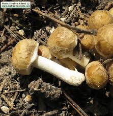 Attēlu rezultāti vaicājumam “Psathyrella sp.”