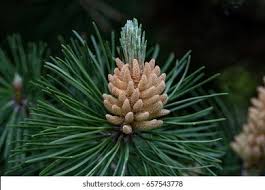 Attēlu rezultāti vaicājumam “Pinus sylvestris male flower”
