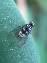 Attēlu rezultāti vaicājumam “Platypezidae”