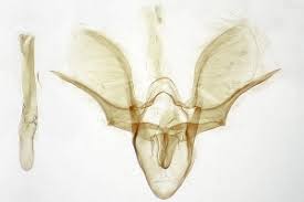 Attēlu rezultāti vaicājumam “Venusia blomeri”