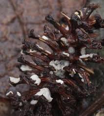 Attēlu rezultāti vaicājumam “Mollisia amenticola”