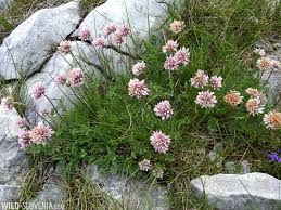 Attēlu rezultāti vaicājumam “Anthyllis maritima flower”