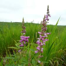 Attēlu rezultāti vaicājumam “Diderma roanense stalked”