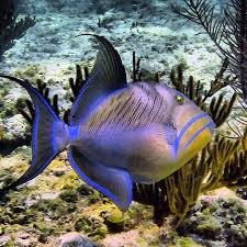 Image result for Balistes vetula