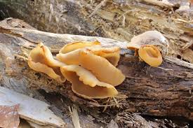 Attēlu rezultāti vaicājumam “Peziza flavida”