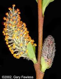 Attēlu rezultāti vaicājumam “Salix purpurea male flower”