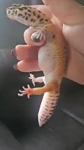 Image result for gravidity leopard gecko