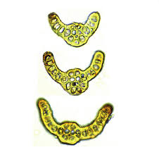 Attēlu rezultāti vaicājumam “Didymodon tophaceus sporophyte”