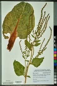 Image result for Beta vulgaris