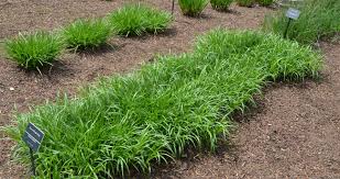 Attēlu rezultāti vaicājumam “Trichia scabra sessile”