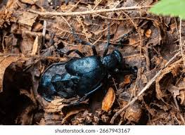 Attēlu rezultāti vaicājumam “Meloe sp.”