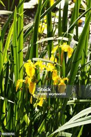 Attēlu rezultāti vaicājumam “Iris pseudacorus leaf”
