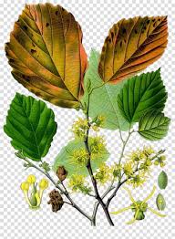 Attēlu rezultāti vaicājumam “Hamamelis vernalis leaf”