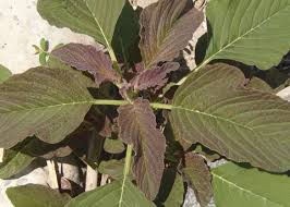Attēlu rezultāti vaicājumam “Amaranthus retroflexus leaf”