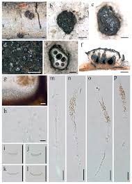 Attēlu rezultāti vaicājumam “Anthostoma decipiens”