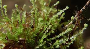 Attēlu rezultāti vaicājumam “Cephalozia loitlesbergeri”