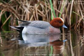 Attēlu rezultāti vaicājumam “Anas penelope”