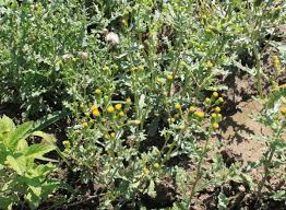 Attēlu rezultāti vaicājumam “Senecio vulgaris flower”