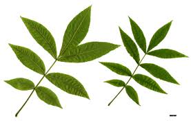 Attēlu rezultāti vaicājumam “Carya cordiformis”