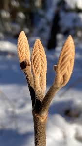 Attēlu rezultāti vaicājumam “Viburnum opulus bud”