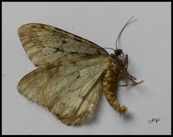 Attēlu rezultāti vaicājumam “Epirrita sp.”