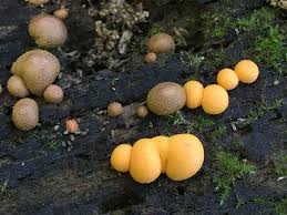 Attēlu rezultāti vaicājumam “Lycogala leopardinum young”