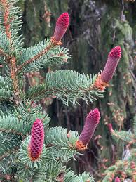 Attēlu rezultāti vaicājumam “Picea abies leaf”