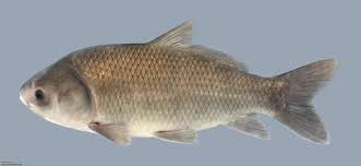 Image result for Ictiobus cyprinellus