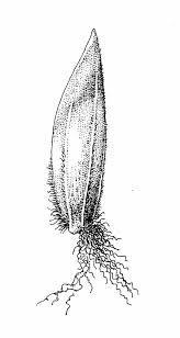 Attēlu rezultāti vaicājumam “Poa palustris leaf”