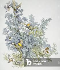 Attēlu rezultāti vaicājumam “Fringilla coelebs nest”