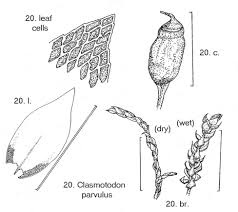 Attēlu rezultāti vaicājumam “Anomodon viticulosus sporophyte”