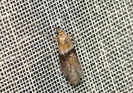 Attēlu rezultāti vaicājumam “Sciota fumella”