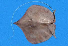 Image result for Bathytoshia centroura