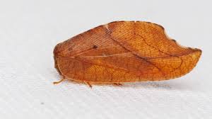 Attēlu rezultāti vaicājumam “Hemerobiidae”