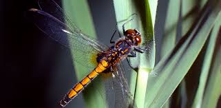 Attēlu rezultāti vaicājumam “Leucorrhinia pectoralis female”