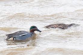 Attēlu rezultāti vaicājumam “Anas crecca male”